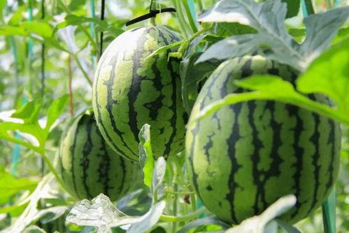 朝阳吃瓜群众什么意思 网红大瓜博雅吃瓜视频最全观看,朝阳吃瓜群众最全观看指南